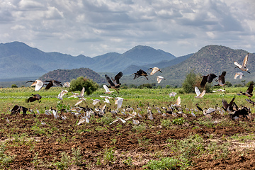 Image showing Flying flock of bird, Ethiopia Africa wildlife