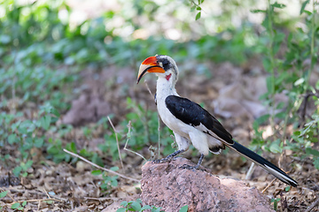 Image showing bird Von der Deckens Hornbill, Ethiopia wildlife