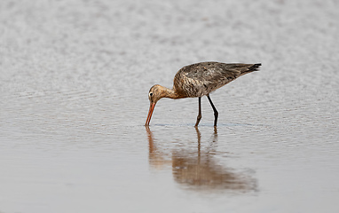 Image showing water Bird Whimbrel Ethiopia, Africa wildlife