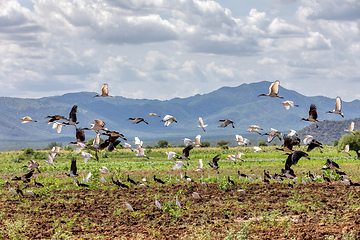 Image showing Flying flock of bird, Ethiopia Africa wildlife