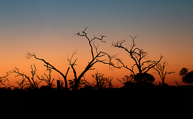 Image showing Sunset in Africa, Okavango Delta, Botswana