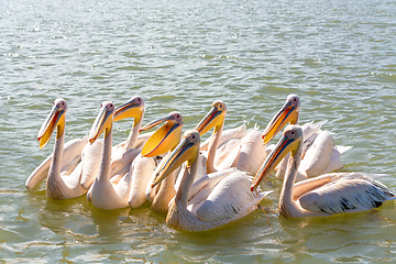 Image showing Great White Pelicans, Ethiopia, Africa wildlife