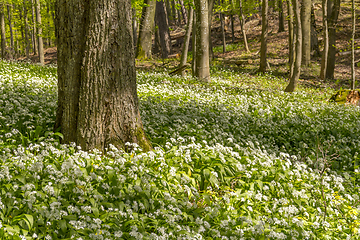 Image showing sunny forest scenery with ramsons