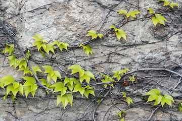 Image showing vine creeper closeup