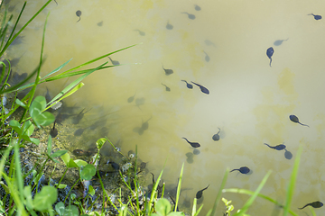 Image showing lots of tadpoles