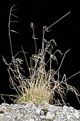 Image showing sere grass plant