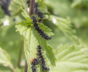 Image showing Peacock butterfly caterpillars