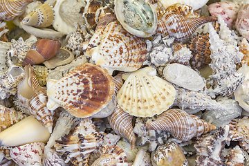 Image showing lots of seashells