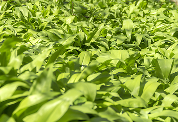 Image showing dense bear leek vegetation