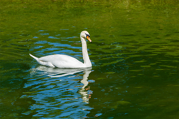 Image showing Mute Swan Cygnus olor in lake