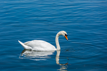 Image showing Mute Swan (Cygnus olor) in lake