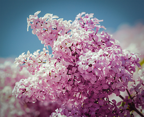 Image showing Lilac in spring