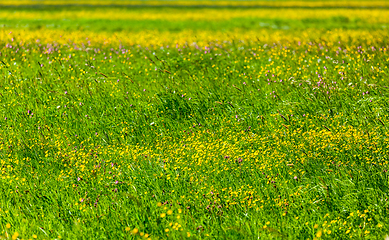 Image showing Spring summer background- blooming field