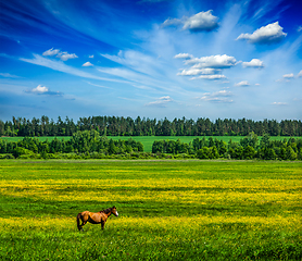 Image showing Spring summer green scenery lanscape with horse