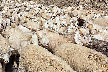 Image showing Herd of Pashmina sheep and goats in Himalayas