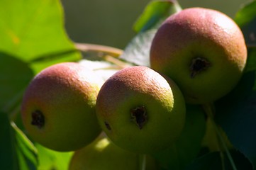 Image showing Pears on the tree