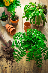 Image showing Spring gardening concept - gardening tools with plants, flowerpots and soil