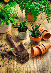 Image showing Spring gardening concept - gardening tools with plants, flowerpots and soil