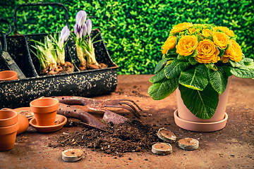 Image showing Spring gardening concept - gardening tools with plants, flowerpots and soil