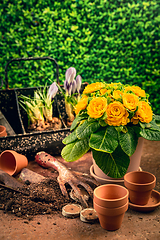 Image showing Spring gardening concept - gardening tools with plants, flowerpots and soil