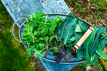 Image showing Winter kale vegetables - cold-resistant variety of vegetable garden