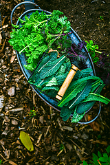 Image showing Winter kale vegetables - cold-resistant variety of vegetable garden
