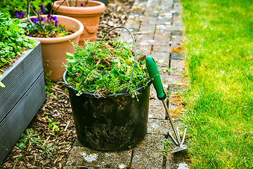 Image showing Removing weeds in garden - bucket full of weeds, gardening concept