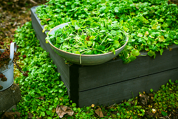 Image showing Harvesting winter purslane - bushes of indian lettuce plants in a garden