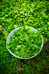 Image showing Harvesting winter purslane - bushes of indian lettuce plants in a garden