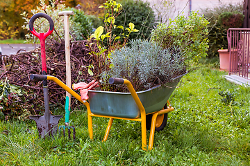 Image showing Metal garden cart filled with plants, lavender for planting with garden tool