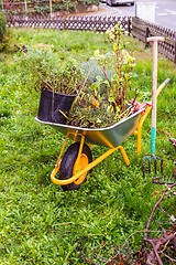 Image showing Metal garden cart filled with plants, lavender for planting with garden tool