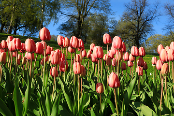 Image showing Pink Tulips in the Spring