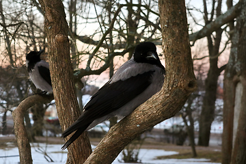 Image showing Hooded Crows Perched on a Spring Morning