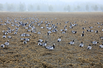 Image showing Migrating Barnacle Geese, Branta Leucopsis