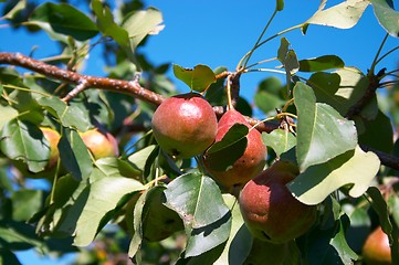 Image showing Pears on the tree