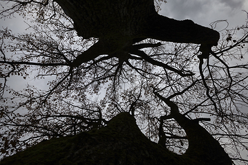 Image showing silhouettes of bare trees