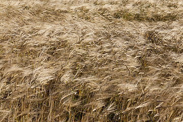 Image showing agricultural field, cereals