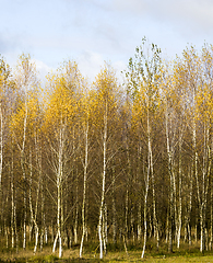 Image showing autumn landscape