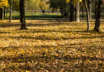 Image showing dried and fallen foliage