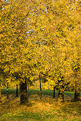 Image showing Autumn photo