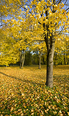 Image showing autumn landscape with tall trees