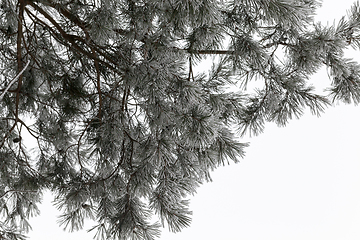 Image showing winter day after a snowfall