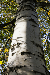 Image showing autumn birch trunk