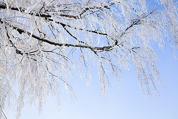 Image showing snow covered deciduous birch trees