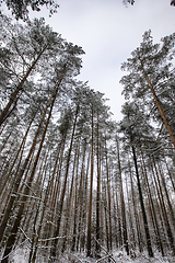 Image showing snow-covered pine trees