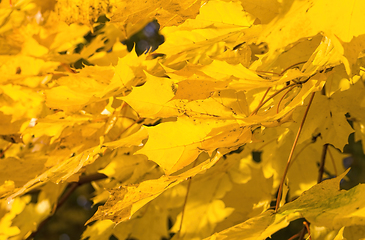 Image showing large number of yellow foliage