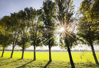 Image showing trees field