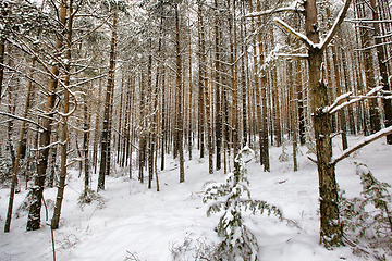 Image showing pine trees in winter