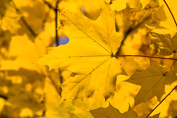 Image showing Autumn maple foliage