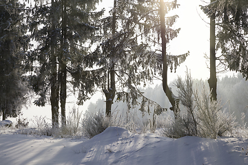 Image showing coniferous trees, spruce